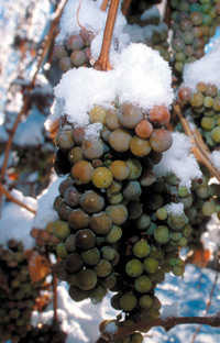 Ice Wine Tour 2004 - Grapes on the vine